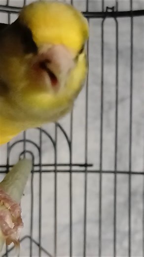Canary Singing Calm #animals #bird #birds