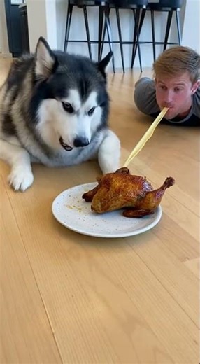 Dog Snaps Victory in Final Frame