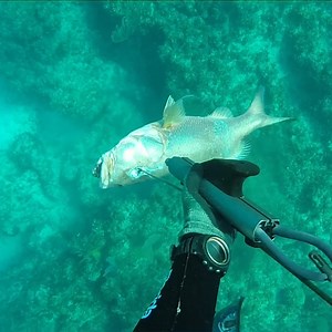 39K views · 2.3K reactions | Spearfishing Giant Snapper | Ryan Myers | Facebook