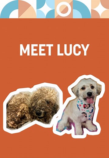Vote for Lucy’s remarkable transformation by commenting #WahlDirtyDogsContest on this video! 🐾 Your comment could help her win $5,000 for her shelter and $5,000 for her groomer. Check out all three pinned finalist videos on our profile and vote for your favorite. Comment by 11:59 a.m. CST on May 31 to cast your vote. See official rules at our link in bio. This contest is not affiliated with TikTok.