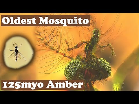 Oldest mosquito fossil discovered in amber