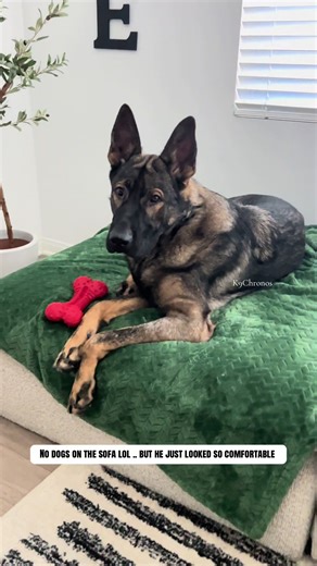 So I Gave My German Shepherd a Blanket