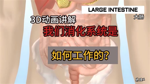 你的消化系统有多强？3D 动画还原食物在体内的完整旅程 | 我们消化系统是如何工作的？