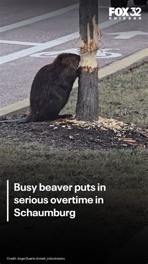 Fox 32 Chicago on Instagram: "No permit. No problem. 🦫 A beaver was caught using its teeth to try to take down a tree in Schaumburg’s business district. Video credit: Jorge Duarte stark_industriesinc"