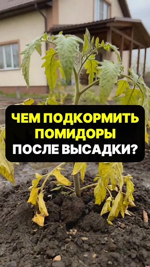 Чем подкормить помидоры в начале лета после высадки #огород #сад #дача