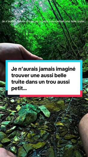 Truite incroyable trouvée dans un petit trou de rivière