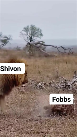 Lion vs little hynea #animals #wildlife #nature | Shivon Fobbs