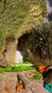 Kākāpō are about to experience their biggest breeding season ever. All eighty five breeding age females are expected to participate in the breeding season. Kākāpō do not breed every year, in fact usually only every two to three years, and it typically takes five to eleven years for young females to join the breeding population. Based on previous seasons eighty to one hundred chicks could be produced, exceeding the seventy seven chicks produced in the 2019 breeding season and making it the larges