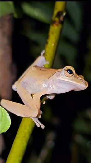 Amazing Moment: Frog Stalks Its Prey After Night Rain! #frog #froghunt #insects
