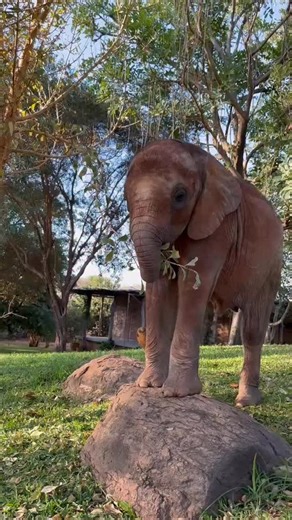 Kaikai is a take-charge, problem-solving little elephant. Many calves her age haven’t even grasped the art of browsing — meanwhile, she’s already a connoisseur! This is one Kaikai’s favourite snacking spots, but she’s not quite tall enough to reach the branches. No problem — she just clambers atop the rock to give herself a few extra inches! — Little Kaikai just joined our foster program. Now, you can become part of her journey back to the wild through an adoption. Your donation supports the cos