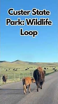 Black Hills Scenic Drive