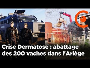 Crise Dermatose : intervention des vétérinaires pour l'abattage des 200 vaches dans l'Ariège