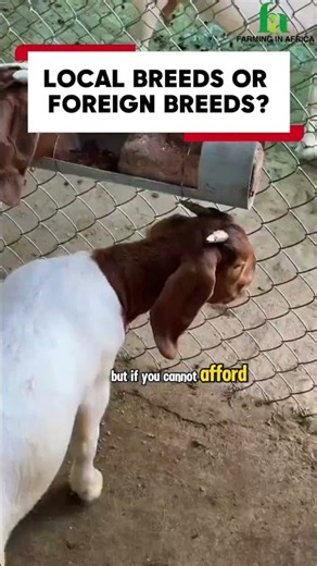 Local goats or foreign goats? which is more profitable? #boergoats #localgoats