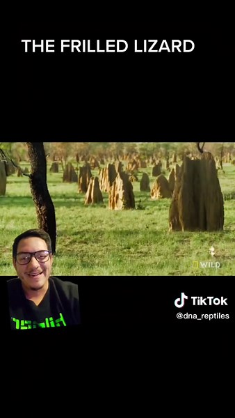 The frilled lizard has an iconic way of defending itself #frilleddragon #frilledlizard #reptile #reptiles #nature #fyp #educational #Australia #lizard @.zimtheinvader #greenscreenvideo