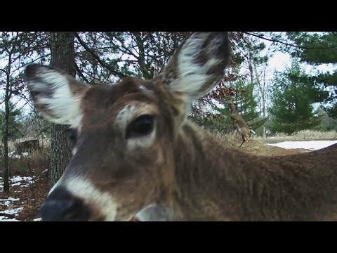 Deer Stands on Hind Legs! Up Close, And 9 Group Up Pass Through the Yard, Odocoileus virginianus