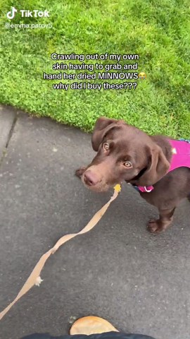 Effective Dog Training Techniques for Focus during Walks