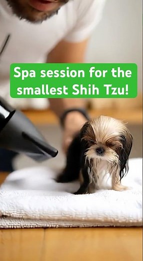 Spa session for the smallest Shih Tzu! Volume and cuteness in miniature.