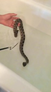 55K views · 146 reactions | Giving a eastern diamondback rattlesnake a bath #snake #reptile #snakes #reptiles | Garrett Galvin | Facebook