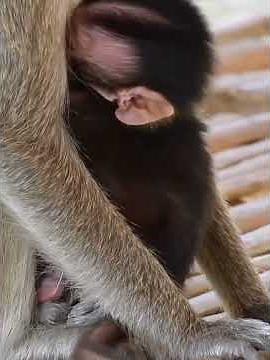 💞 Pure Nature, Pure Love 🩷 #babymonkeys #animallife #animals