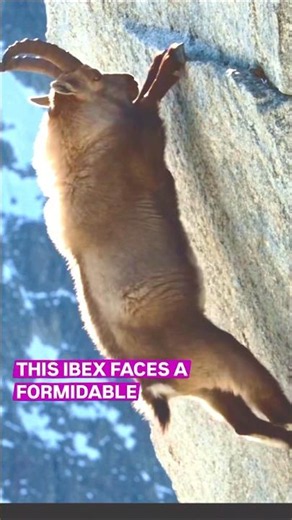Know the Secret Behind Mountain Goats' Unshakable Balance 🐐