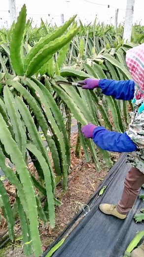 Challenges in Growing Dragon Fruit: What You Need to Know