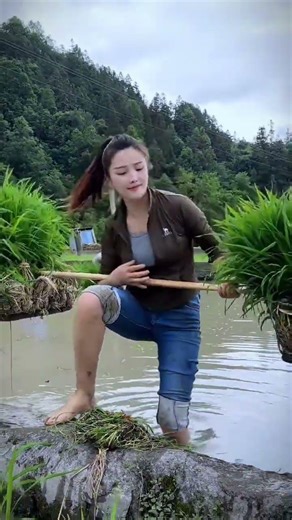 Bend down and insert the seedlings into the soft mud with paddy fields under your feet and hope