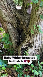 This fledgling found a safe spot a tree hollow to hang out, probably waiting for mom to bring a snack ☺️ | Bird Feeder Hub