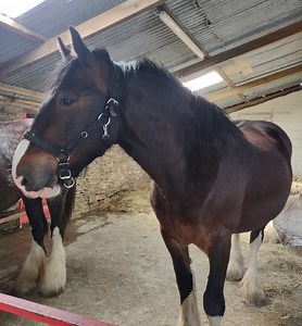 Pride as Shire mare starts journey to be Household Cavalry's first female drum horse