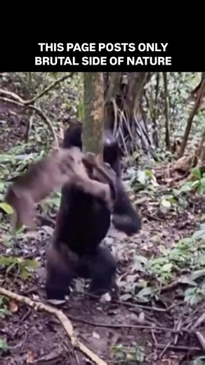 Brutal Side of Nature | Chimpanzee brutalizes another monkey. The attack was drawn out: beating, biting, tearing. Not for survival. For dominance. Chimpanzees are... | Instagram