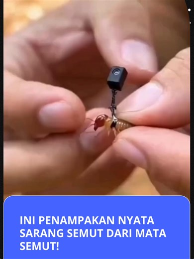 Kehidupan Koloni Semut: Teknologi Kamera Mikro
