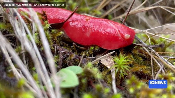 Giant pink slugs seen in large numbers on Mount Kaputar