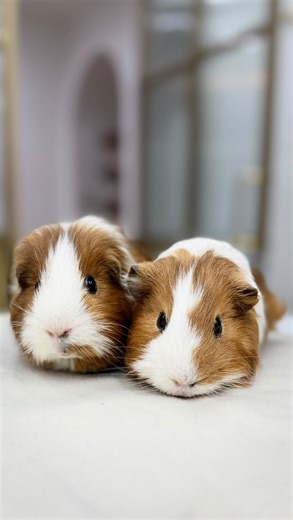 Dr. Sydney Pokard | Veterinarian 🐾 on Instagram: "Rodent teeth trimming ✨ 🚩Trimming guinea pig incisors without sedation 🚩Using nail clippers to trim the teeth 🚩 Not checking or addressing the molars at all ✅Appropriate sedation for a stress-free trim ✅Proper dental equipment ✅Precise trimming that restores normal bite alignment Tiny teeth deserve big standards 🐹💚 #guineapig #veterinarian #dental #tooth #exoticpets"