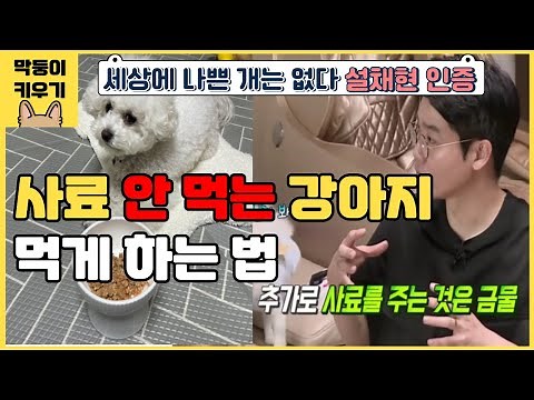 사료안먹는 강아지 사료 먹게 하는 방법 [세상에나쁜개는 없다 설채현 수의사 방법 + 개는 훌륭하다 강형욱 방법]