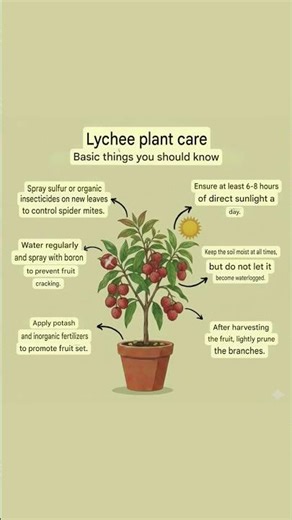 Lychee Tree Care Tips! 🌳