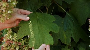 11 reactions | Want to know the best plants for those shady spots in your garden? Our experts can shed some light!  In this episode of Homegrown, NC State Extension Master Gardener Volunteers Program Coordinator Charlotte Glen highlights some shade-loving plants that will shine in your landscape. | NC State Extension | Facebook