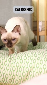 15 reactions | Cat breeds vary a surprising amount, and some make much better pets than others. Both in terms of temperament and health. In this complete cat breed guide you will discover the truth about your favorite felines. Whether you are searching for something unusual or going with the flow, we’ve got you covered. https://www.thehappycatsite.com/cat-breeds/ | Happy Cats | Facebook