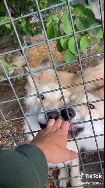 Morning Greetings with Skunks, Timberwolves, and More