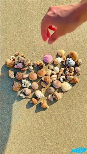 Vỏ sò ốc gửi tình yêu đến bạn, chúc bạn luôn có tình yêu đẹp #beach #shell #sea