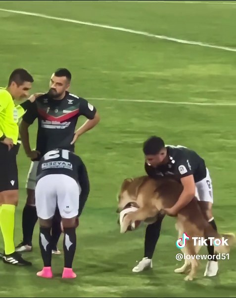 Animals Playing Football: Funny Moments and Skills