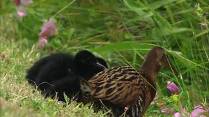 4.8K views · 513 reactions | The King Rail is the largest North American rail species at about the size of a chicken. This bird is one of North America's fastest-declining species, experiencing a whopping 86% decline since 1970. Saving a place for birds in this habitat is crucial for wetland-dependent birds like the King Rail. https://abcbirds.org/bird/king-rail/ | American Bird Conservancy | Facebook