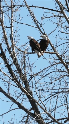 Mated Bald Eagle Pair Talking to each other