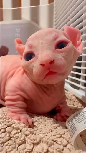 My Sphynx Baby’s First Look #sphinxcat