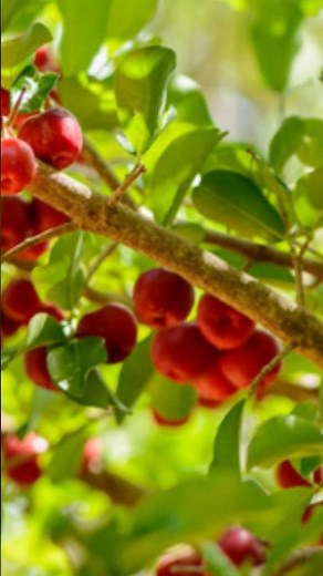 The health benefits of Acerola #fruits #health #acerola #benefits #tips