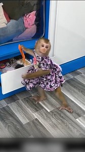 Dad and Mom worried when Monkey Hair Red injured arm # 10.#cutemonkey #monkeyboo #sonya7iii #fl #protectionanimal #babymonkey #natgeowildlife #natgeophotography #monkey #henrydoorlyzoo #conservation #animauxphotographie #animals #orangeslice #monkeyeating #zoo #funnymonkey #savingspecies #primate #natgeowild #natgeoadventure #ig_wildlife #endangeredspecies #bigmonkey #animauxdroles #animalphotography #monkeyseemonkeydo #monkeyboocrew #rwanda #Happymonkeywildlifevet #Crazymonkey #Babymonkey #pity