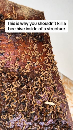 Mega Bee Rescues & Pests on TikTok