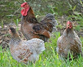 Flock of the beautiful Blue Laced Red Wyandotte Bantams. | Rooted in Love Family Farm