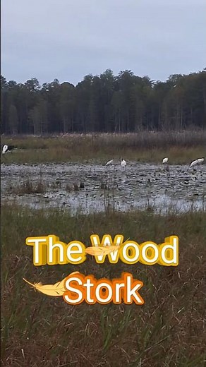 Majestic Wood Storks | Peaceful Wetlands | Nature Sounds & Facts