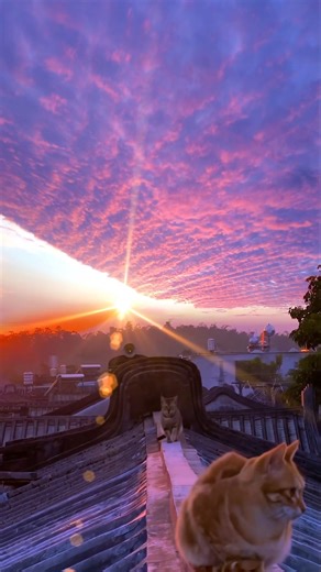 m o m e n t s 💖🌅🐈 Music by: Windows 96 🙏 Vapor95.com | Vapor95