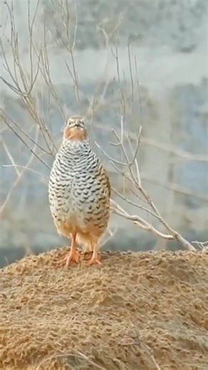 The rock bush quail singing #reels #bird #nature #sound #singing | Okicau