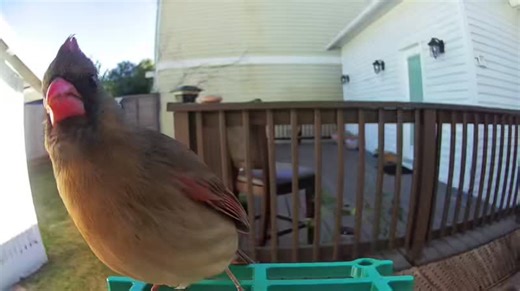 Look who stopped by the bird cam today! 🐦✨ There’s nothing like a little feathered visitor to brighten the day. Nature’s little reminder to slow down and enjoy the moment. 🌿💛 #BirdWatching #FeatheredFriends #BirdCamMoments